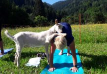Ziegenyoga – das tierisch entspannte Yoga